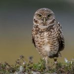 Why Do Owls Hoot in the Day? Luck, Warning, or Spiritual Sign?