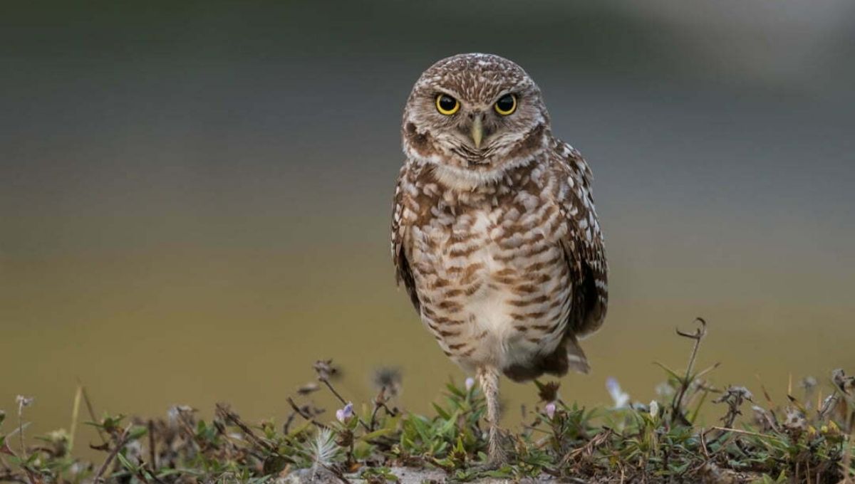 Why Do Owls Hoot in the Day? Luck, Warning, or Spiritual Sign?