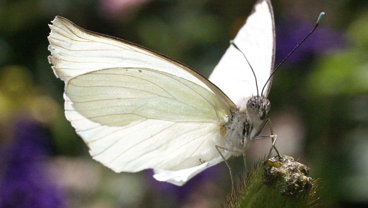 Why You Keep Seeing White Butterflies: Spiritual Insights