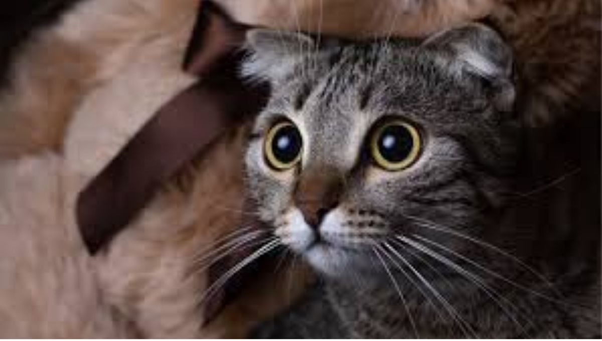 Wicca & Paganism: The Spiritual Meaning Behind Cat Stares