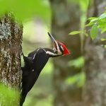 Woodpecker Spiritual Meaning and Its Powerful Symbolism
