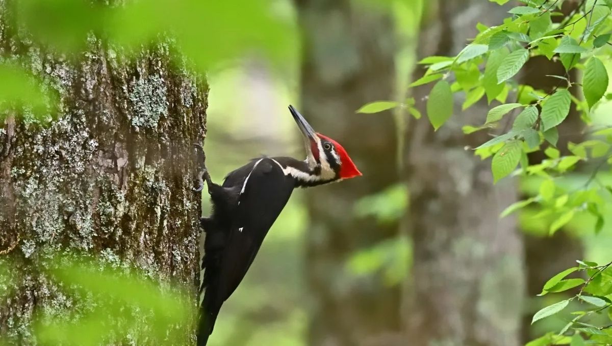 Woodpecker Spiritual Meaning and Its Powerful Symbolism