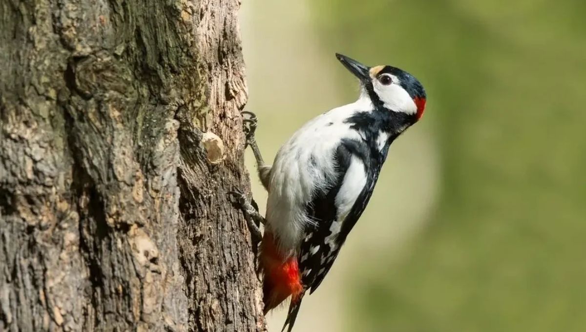 Woodpecker Symbolism in Love and Relationships