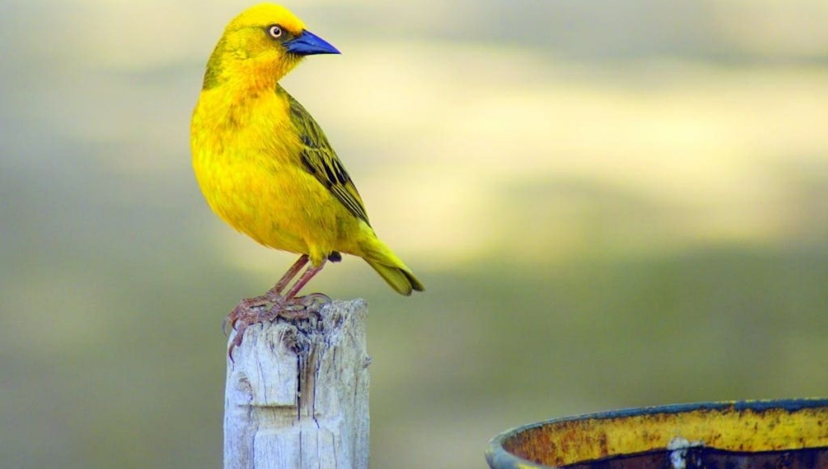 Yellow Bird Symbolism Across Cultures