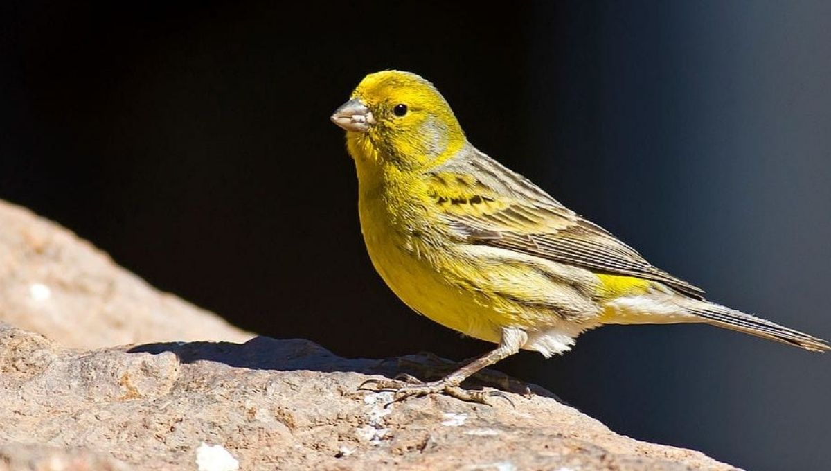 Yellow Birds in Dreams: Nighttime Narratives