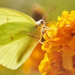 Yellow Butterfly Meaning: Symbolism & Spiritual Significance
