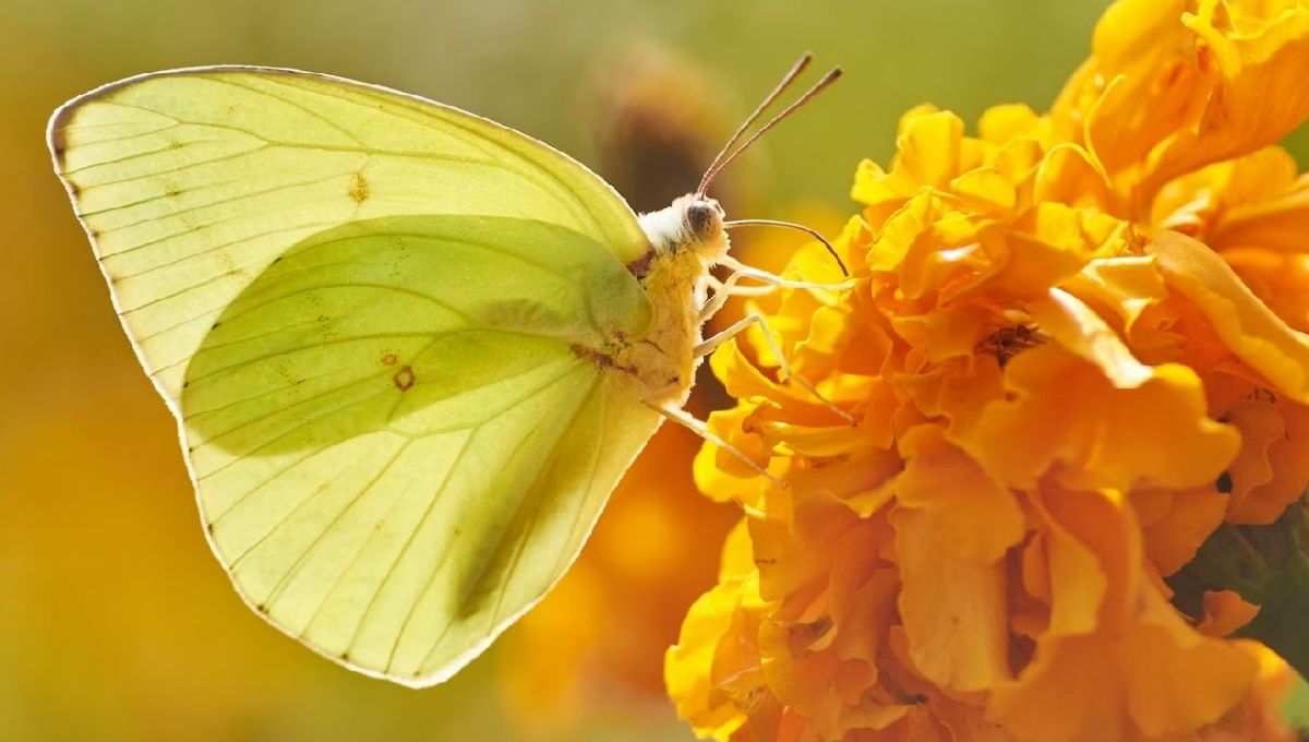 Yellow Butterfly Meaning: Symbolism & Spiritual Significance
