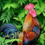 15 Spiritual Meanings and Symbolism of the Rooster