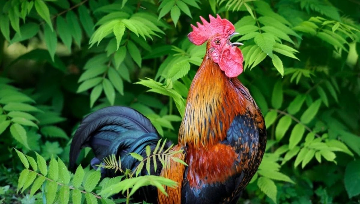 15 Spiritual Meanings and Symbolism of the Rooster