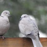 15 Spiritual Meanings of Seeing Two Grey Doves