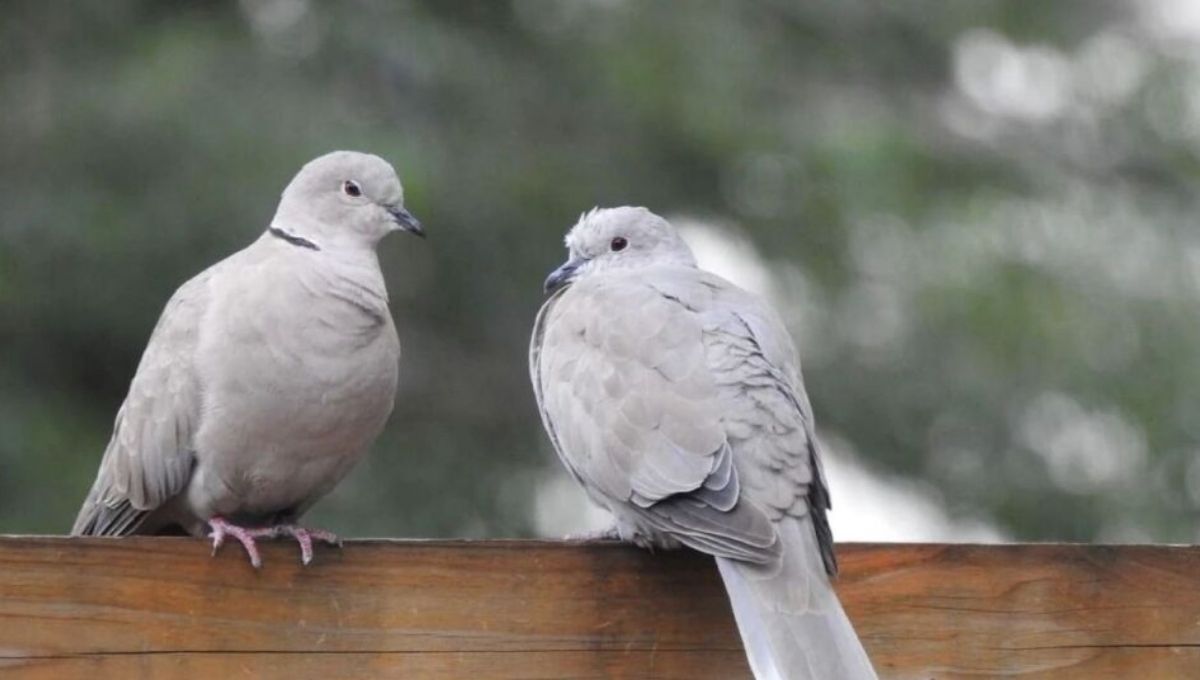 15 Spiritual Meanings of Seeing Two Grey Doves