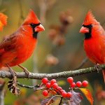 2 Red Cardinals Spiritual Meaning