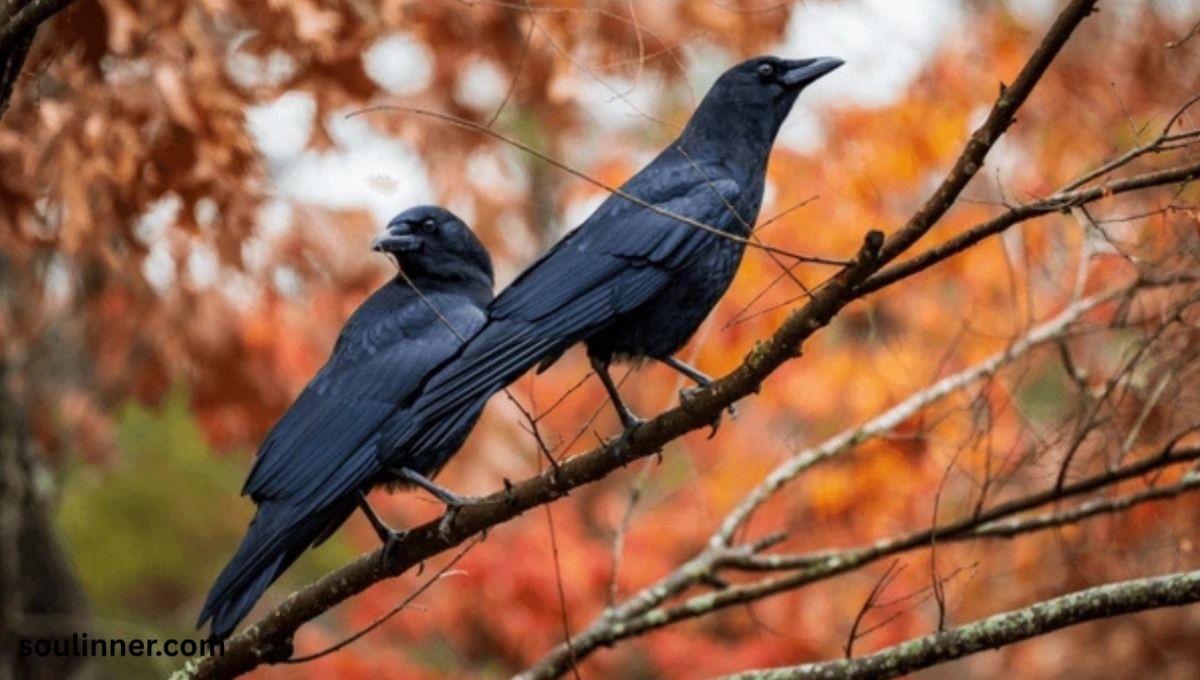 4 Powerful Spiritual Meanings of Seeing Two Crows