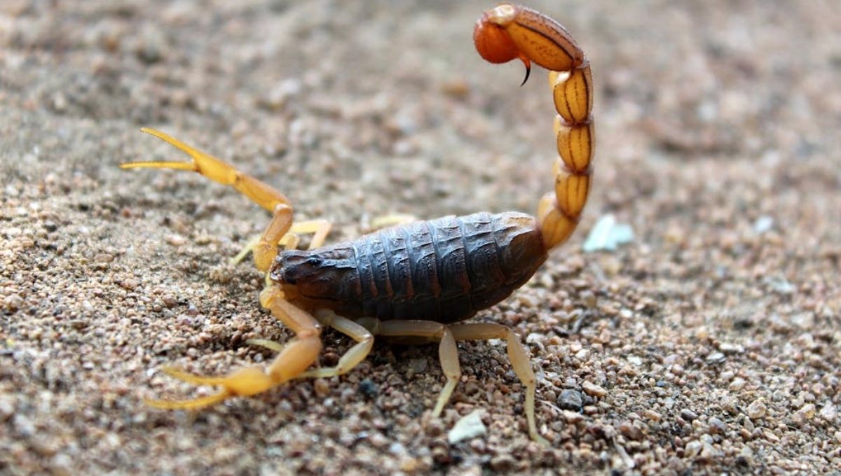 9 Deep Meanings Behind Scorpion Symbols