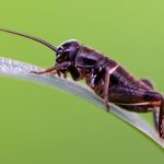 An Enlightening Exploration: Black Cricket Spiritual Meaning