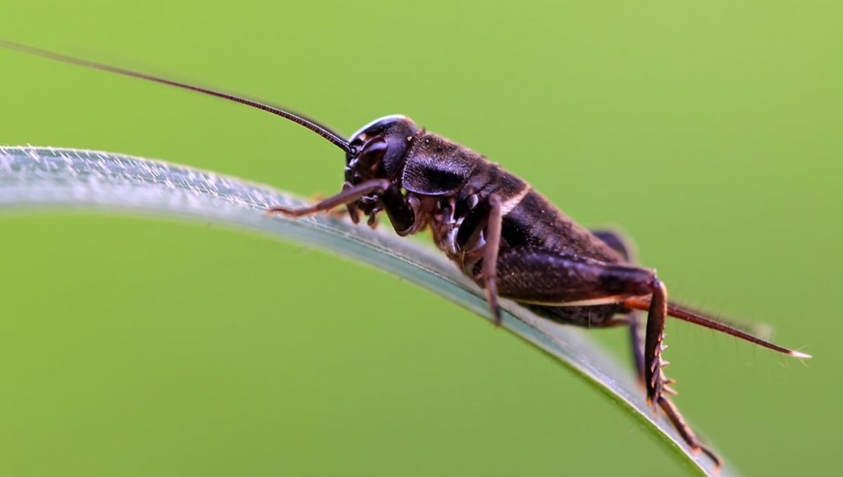 An Enlightening Exploration: Black Cricket Spiritual Meaning