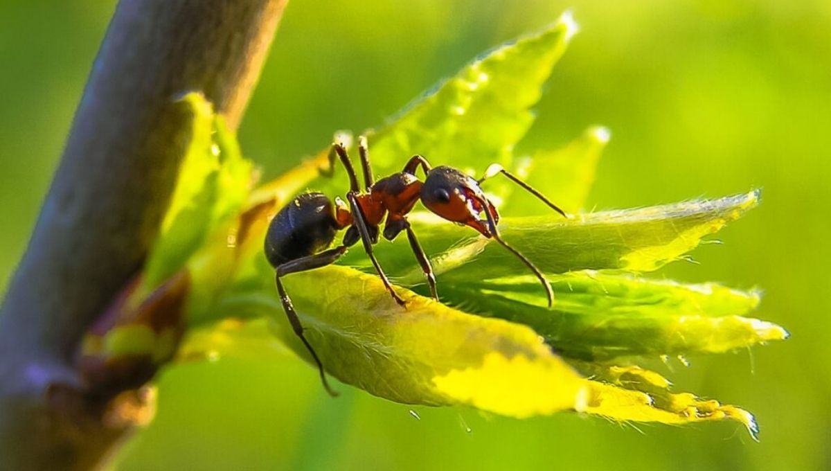 Ants in Different Cultures and Spiritual Traditions