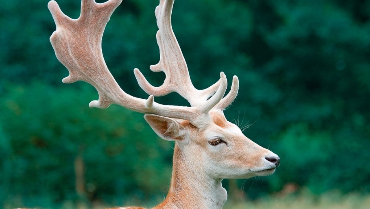 Applying Deer Symbolism in Daily Life