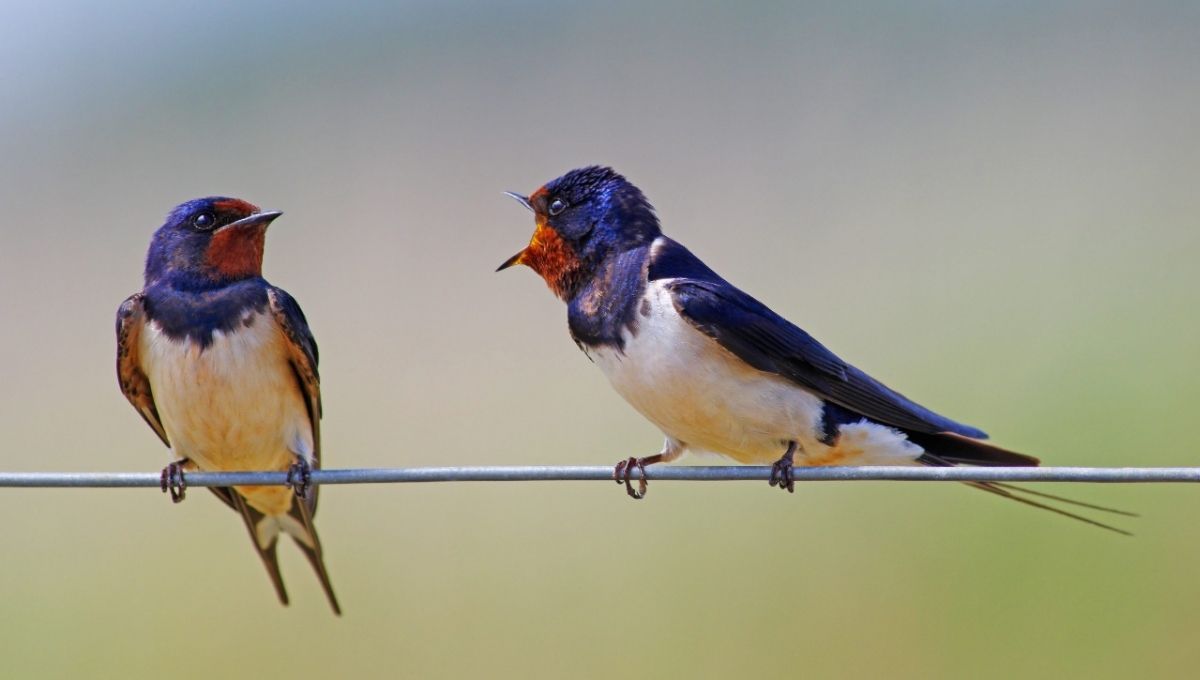 Are Swallow Birds a Good or Bad Omen?