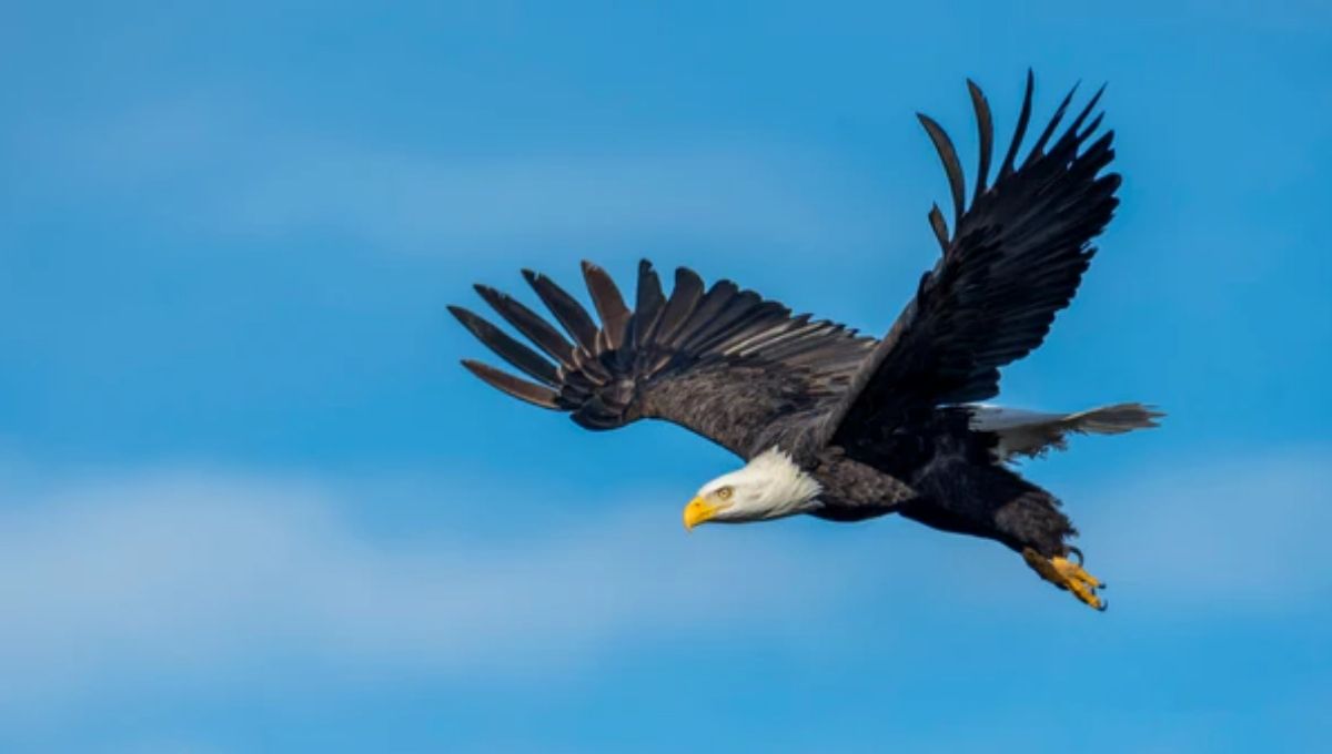 Bald Eagle – A National Emblem of Freedom