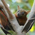 Bat Spiritual Meaning: Symbolism, Omens, and Messages