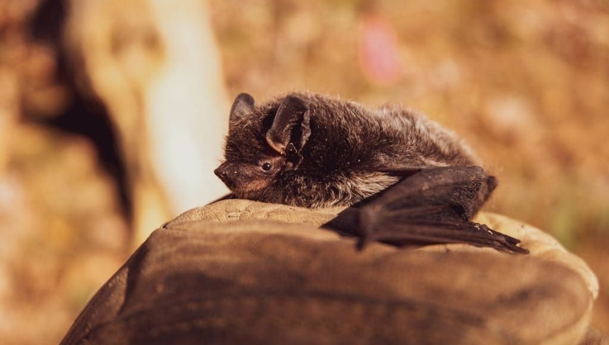 Bats in Witchcraft and Magic