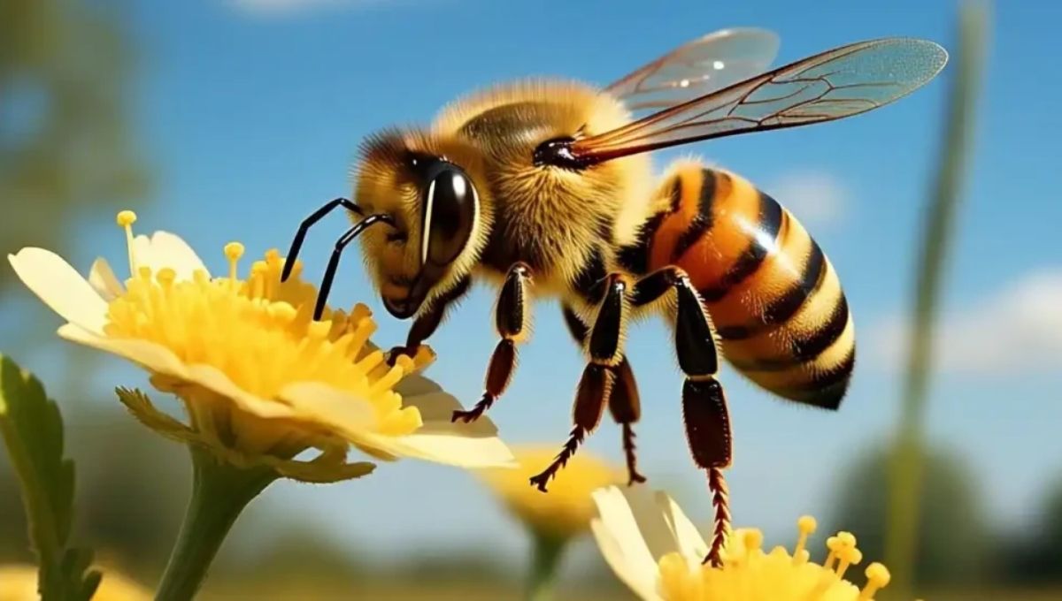 Bee in Your House: Spiritual Meaning & Signs from the Divine