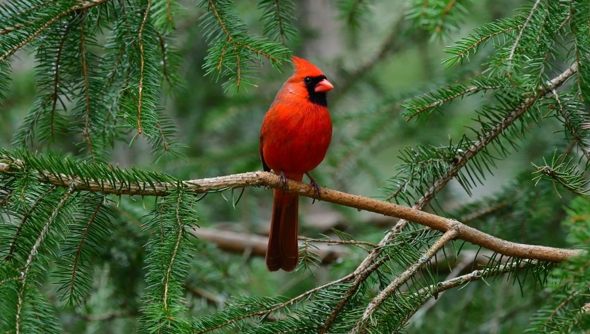 Biblical & Christian Meaning of the Red Cardinal