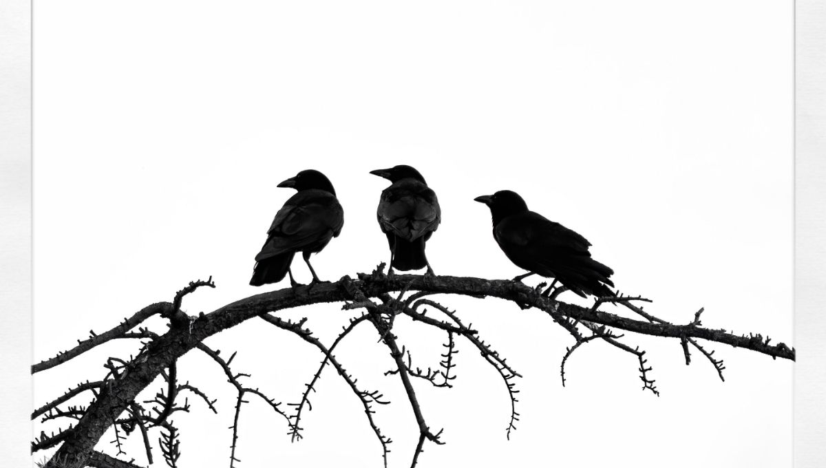 Biblical Interpretation of 3 Crows