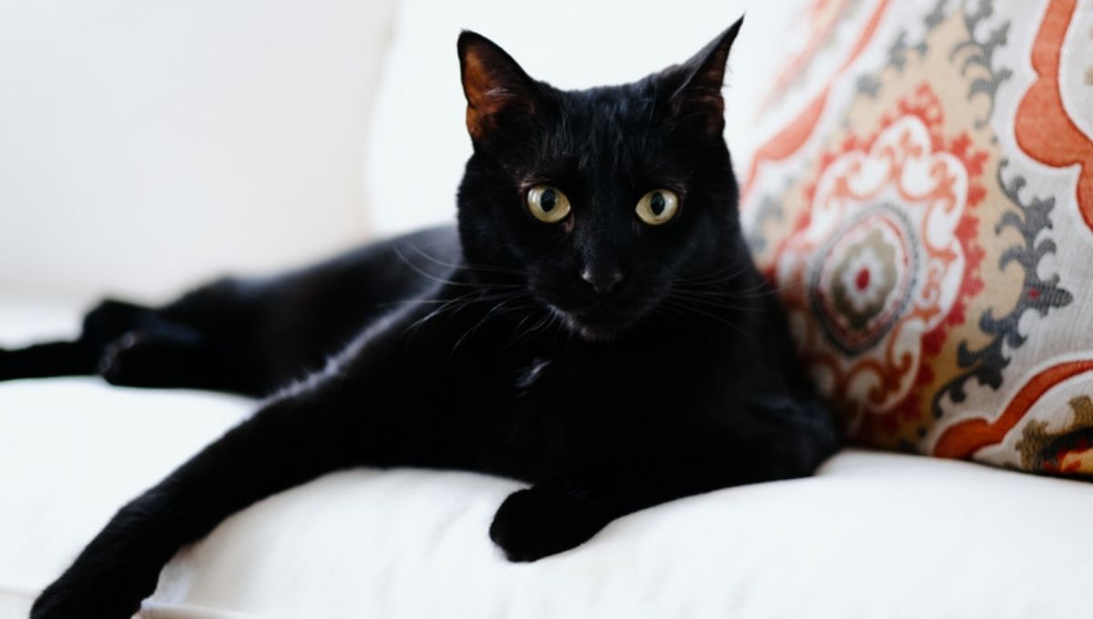 Black Cat Spiritual Meaning: What Does It Signify?