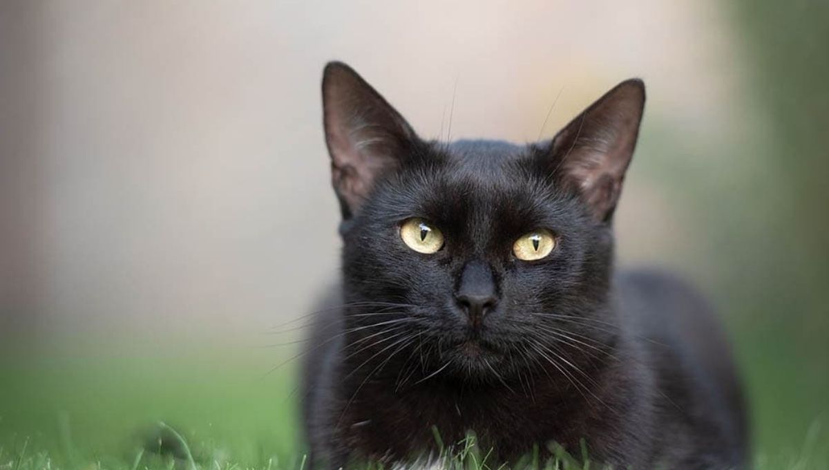 Black Cat Symbolism Across Cultures and History
