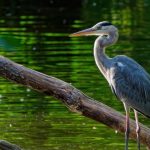Blue Heron Symbolism: A Pathway to Wisdom and Peace