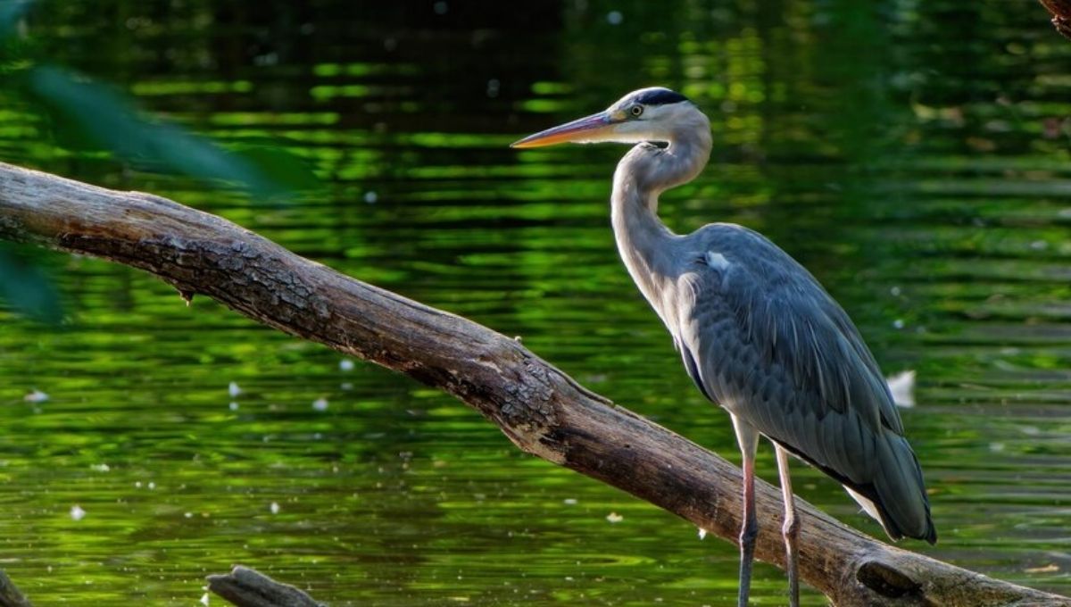 Blue Heron Symbolism: A Pathway to Wisdom and Peace