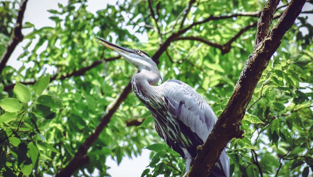 Blue Heron as a Sacred Animal: Wisdom and Independence