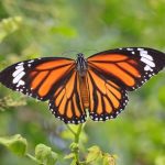 Butterfly Meaning, Symbolism & Significance in World Culture