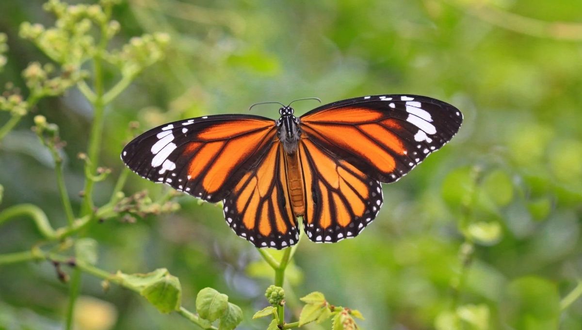 Butterfly Meaning, Symbolism & Significance in World Culture