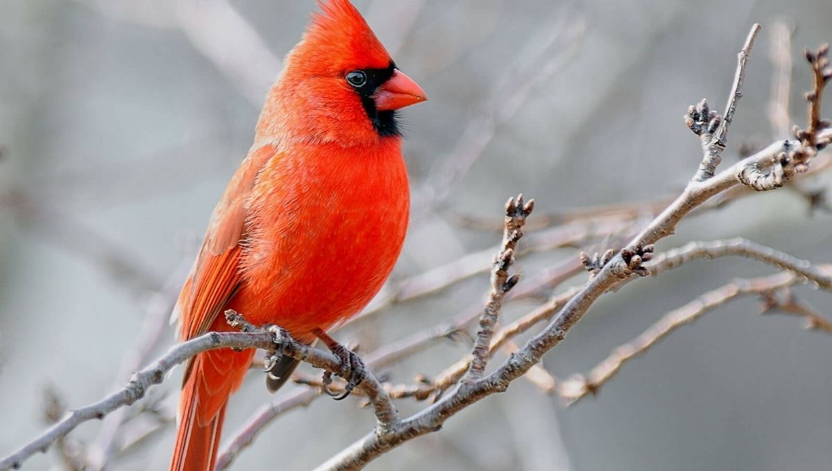 Cardinal Spiritual Meaning