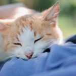 Cat Sleeping on My Chest Spiritual Meaning – A Complete Guide