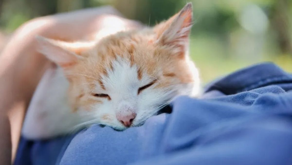 Cat Sleeping on My Chest Spiritual Meaning – A Complete Guide