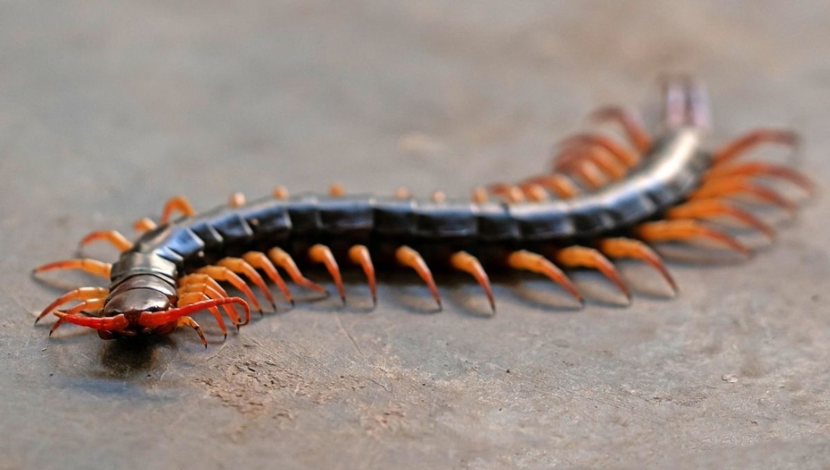 Centipede Meaning & Spiritual Symbolism