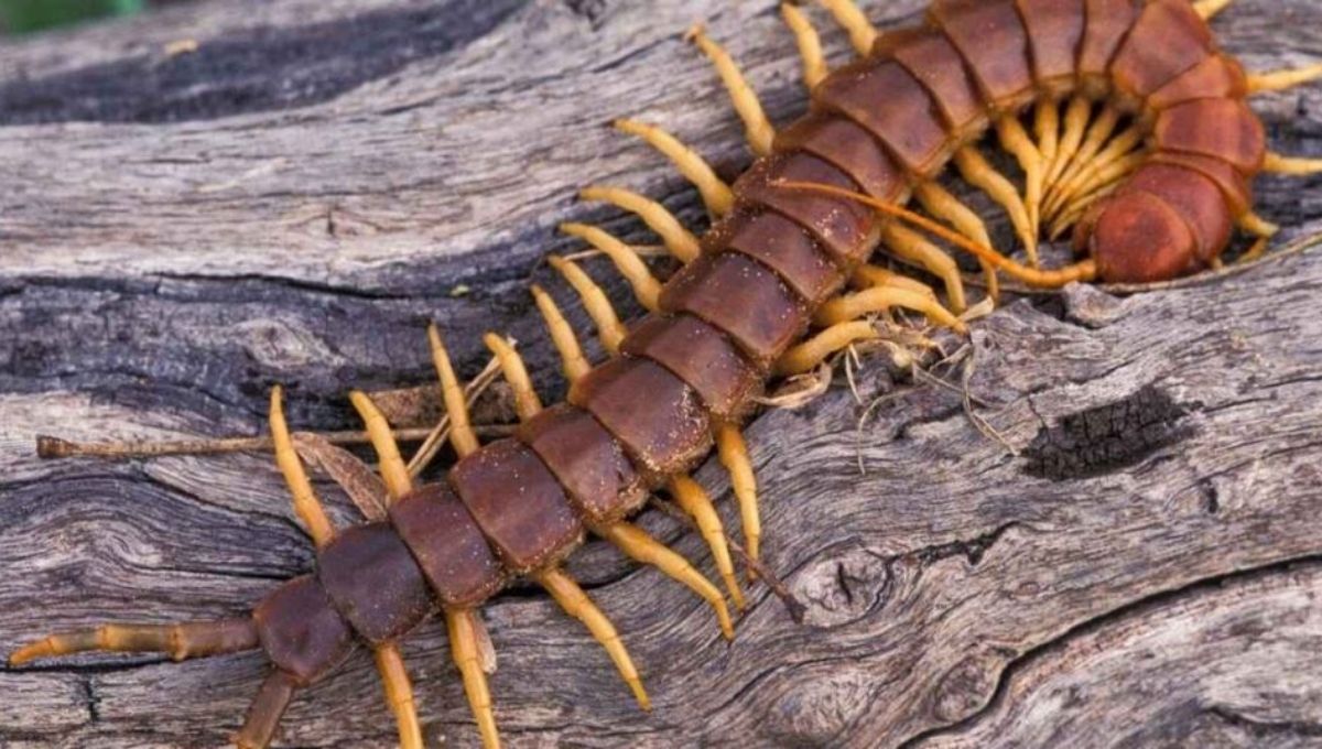 Centipedes in Different Cultures and Beliefs