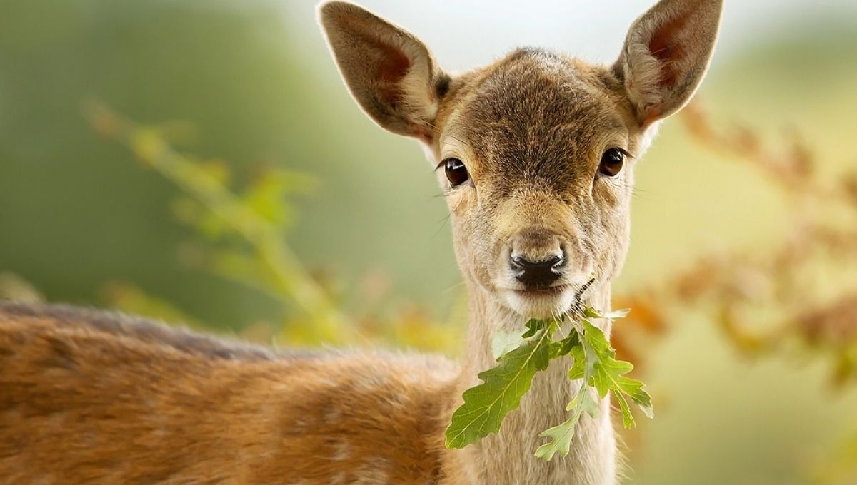 Core Spiritual Meanings of Seeing a Deer
