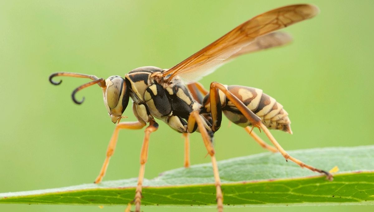 Core Spiritual Meanings of Wasps