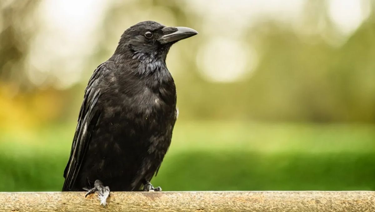 Crow Spiritual Meaning: Deep Symbolism and Messages