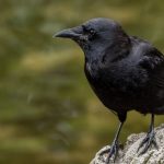 Crows' Spiritual Meaning: What These Mysterious Birds Symbolize