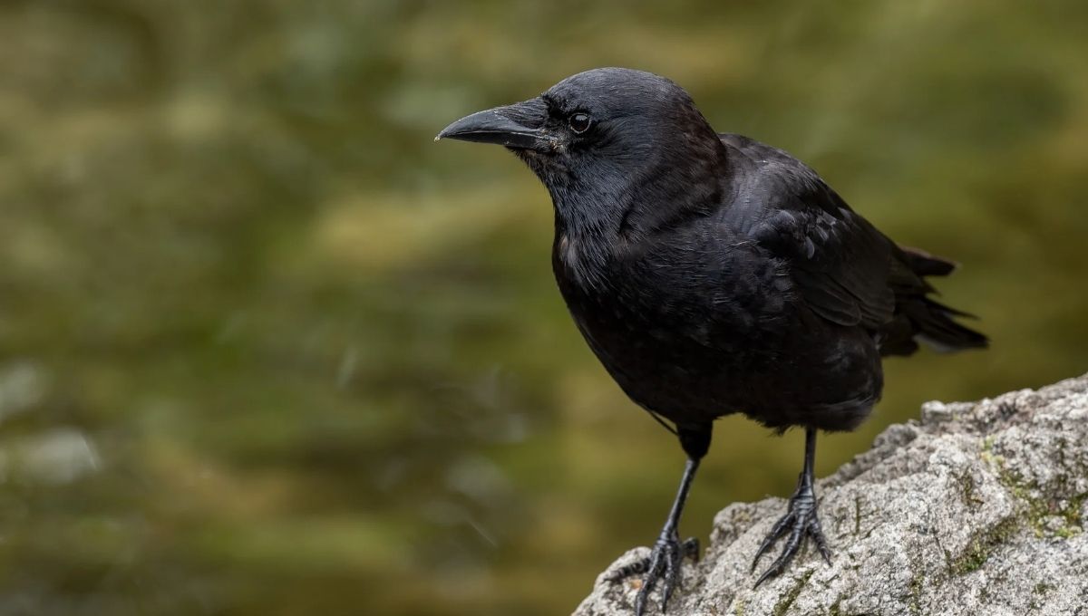 Crows' Spiritual Meaning: What These Mysterious Birds Symbolize
