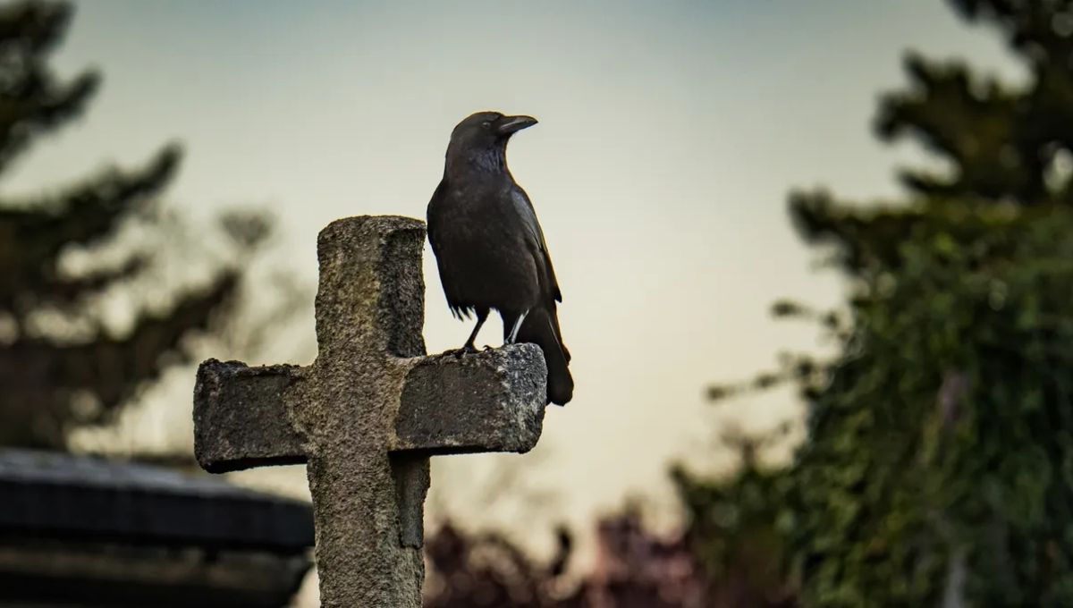 Crows Spiritual Meaning