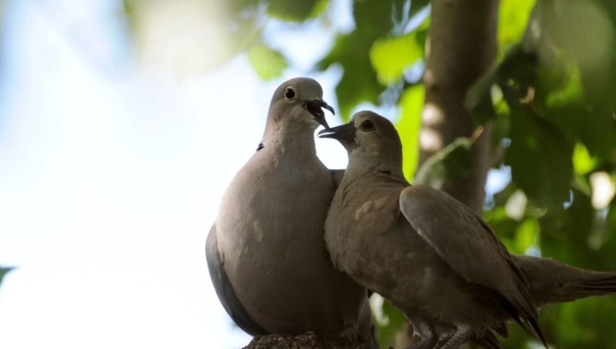 Cultural and Religious Symbolism of Seeing Two Grey Doves
