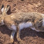 Dead Rabbit Spiritual Meaning: A Simple Guide