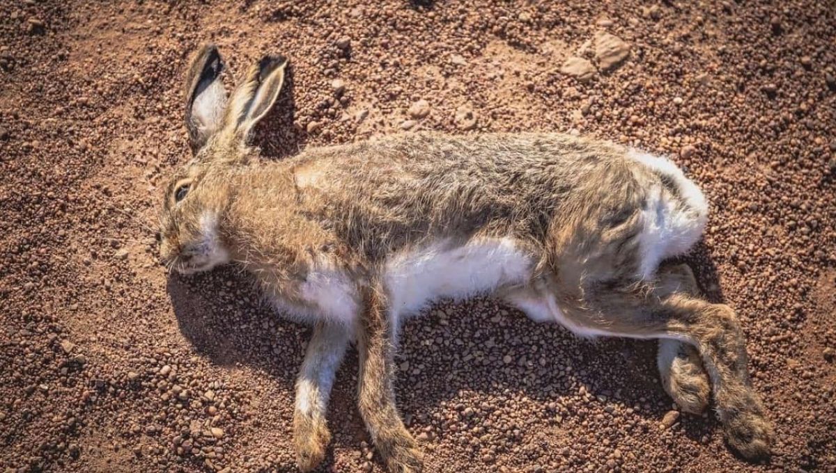 Dead Rabbit Spiritual Meaning: A Simple Guide